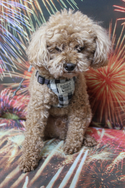 千葉県鎌ヶ谷市のトイプードルのトリミング前画像