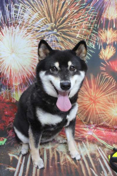 千葉県船橋市の柴犬のトリミング前画像
