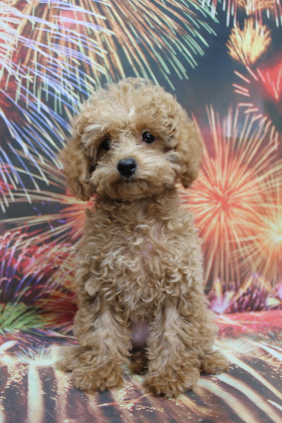 千葉県松戸市のトイプードルのトリミング前画像