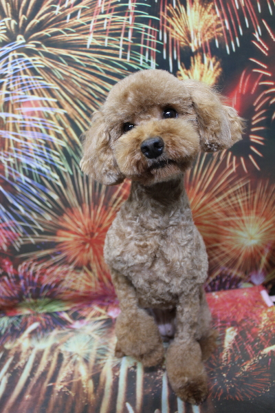 トイプードルブリーダーの成犬、トリミング画像