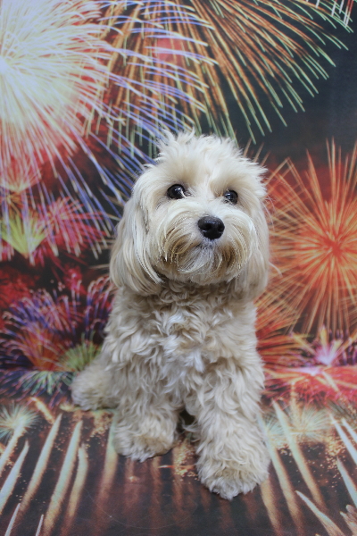 千葉県鎌ヶ谷市のミックス犬のトリミング前画像