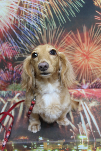 千葉県船橋市のミニチュアダックスのトリミング前画像