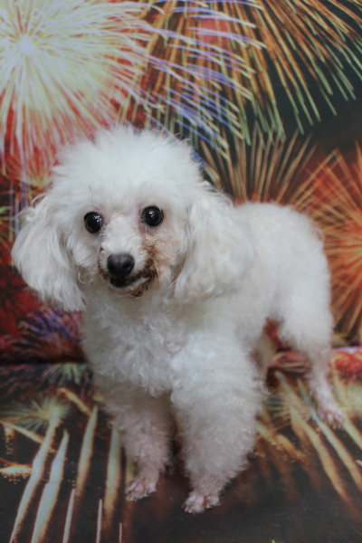 トイプードルブリーダーの成犬、トリミング前画像