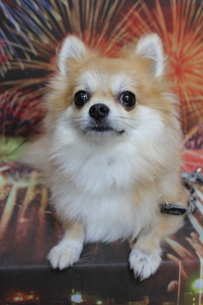 千葉県船橋市のミックス犬のトリミング前画像