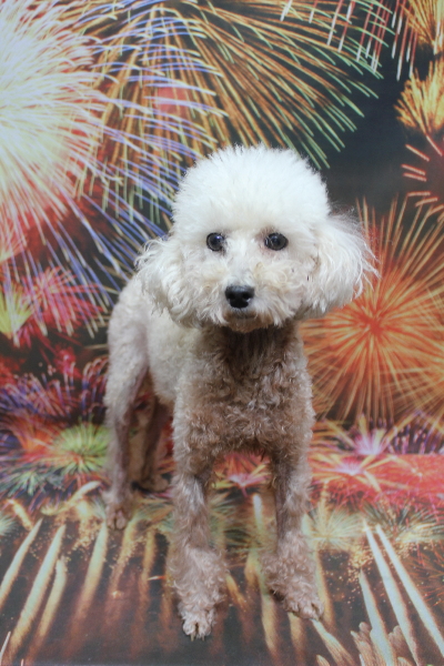 トイプードルブリーダーの成犬、トリミング前画像