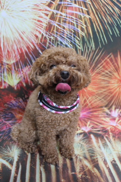 千葉県鎌ケ谷市トイプードルのトリミング前画像