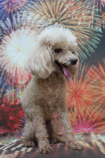 千葉県船橋市のトイプードルのトリミング前画像