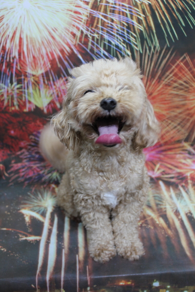 千葉県船橋市のミックス犬のトリミング前画像