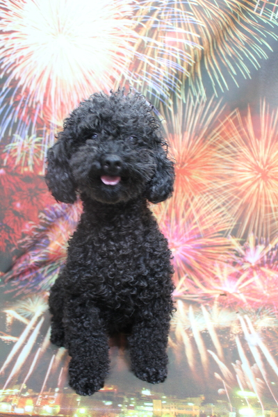 トイプードルブリーダーの成犬、トリミング画像