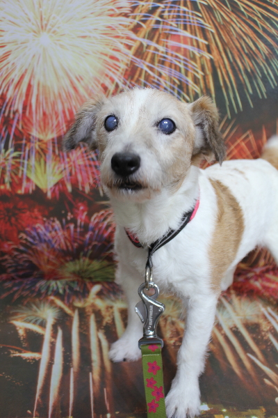 千葉県船橋市のジャックラッセルのトリミング前画像