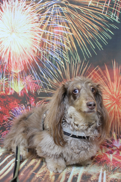 千葉県松戸市のミニチュアダックスのトリミング前画像