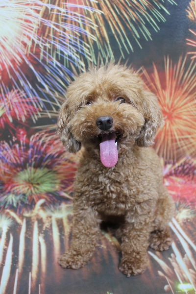 千葉県船橋市のトイプードルのトリミング前画像