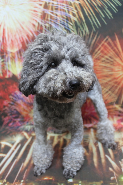 トイプードルブリーダーの成犬、トリミング前画像