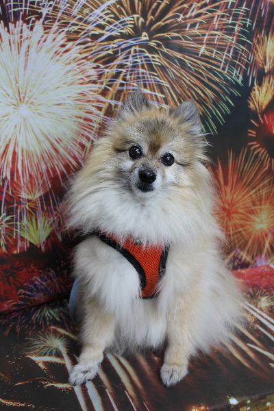 千葉県鎌ケ谷市のポメラニアンのトリミング前画像