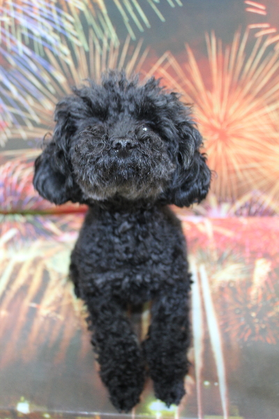 トイプードルブリーダーの成犬、トリミング前画像