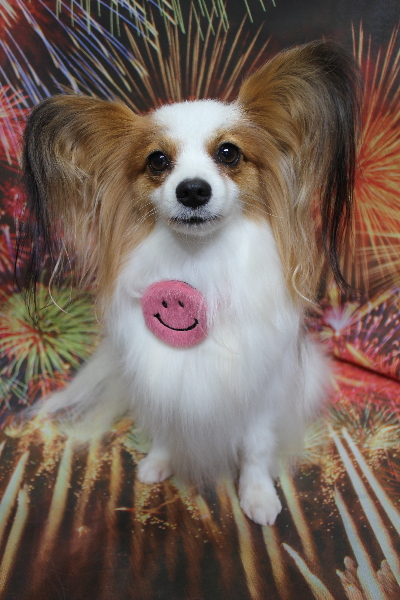 千葉県鎌ヶ谷市のパピヨンのトリミング画像