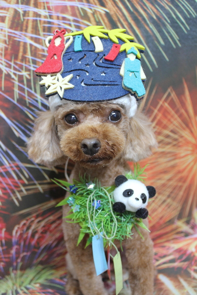 千葉県鎌ケ谷市のトイプードルのトリミング画像