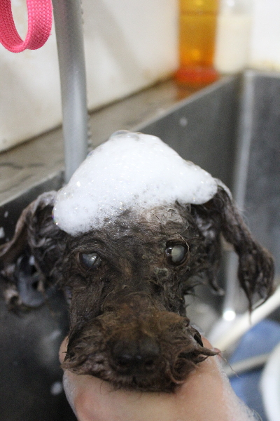 千葉県船橋市のトイプードルのシャンプー画像