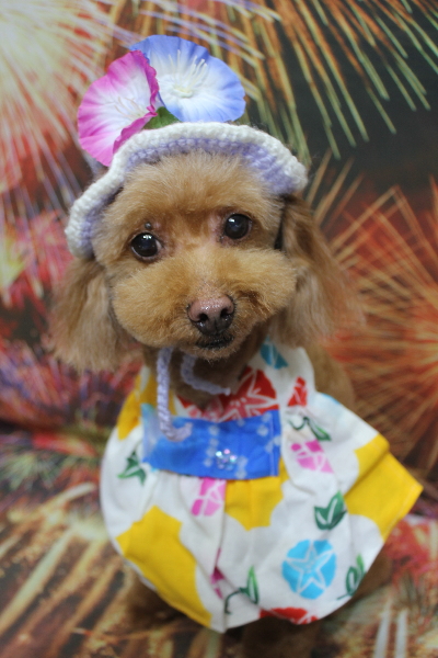 千葉県船橋市のトイプードルのトリミング画像