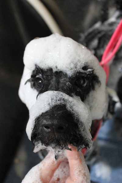 千葉県船橋市のトイプードルのシャンプー画像