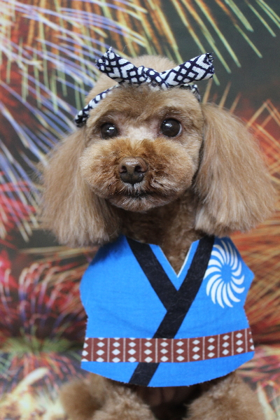 千葉県鎌ヶ谷市のトイプードルのトリミング画像