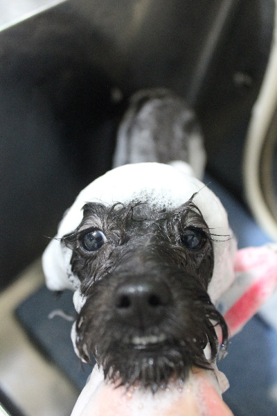 千葉県千葉市のミックス犬のシャンプー画像