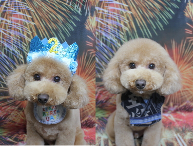 千葉県船橋市のトイプードルのトリミング画像