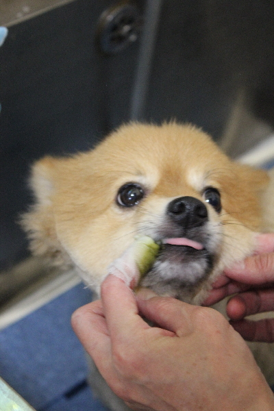 千葉県船橋市ポメラニアンの歯磨き画像