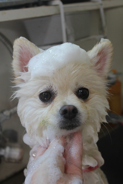 東京都港区のポメラニアンのシャンプー画像