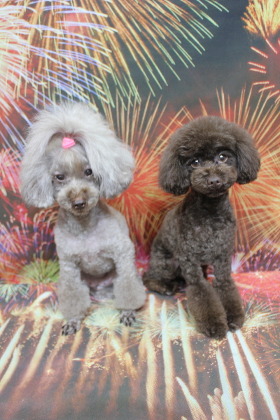 千葉県船橋市のトイプードルのトリミング画像