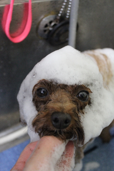 千葉県鎌ケ谷市トイプードルのシャンプー画像