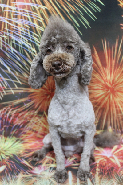 トイプードルブリーダーの成犬、トリミング画像