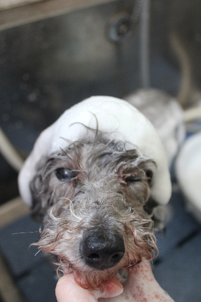 千葉県船橋市のトイプードルのシャンプー画像