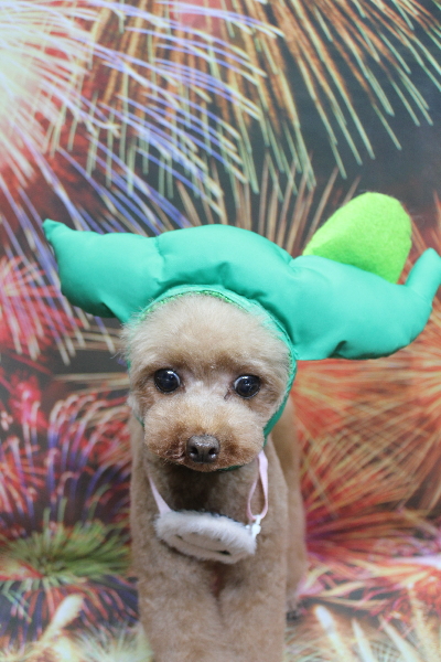 千葉県印西市のトイプードルのトリミング画像