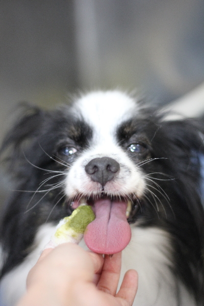 茨城県龍ヶ崎市のパピヨンの歯磨き画像