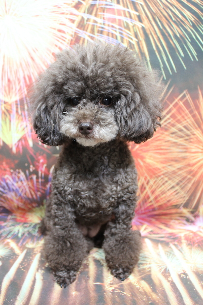 千葉県柏市のトイプードルのトリミング前画像