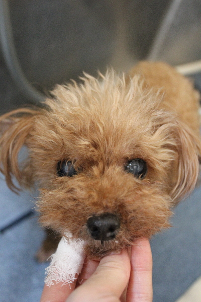 千葉県船橋市のトイプードルの歯磨き画像