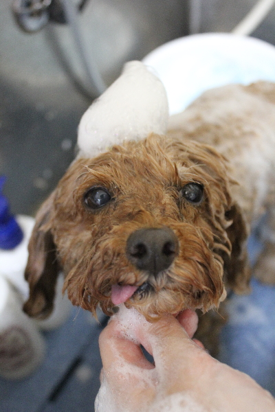 千葉県船橋市のトイプードルのシャンプー画像