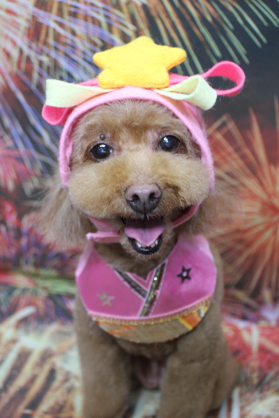 千葉県船橋市のトイプードルのトリミング画像