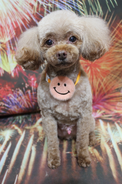 千葉県船橋市のトイプードルのトリミング画像