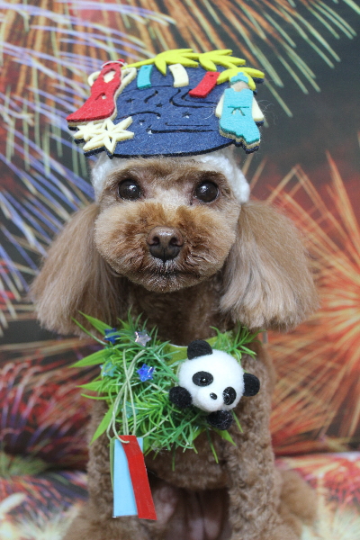 千葉県鎌ヶ谷市のトイプードルのトリミング画像