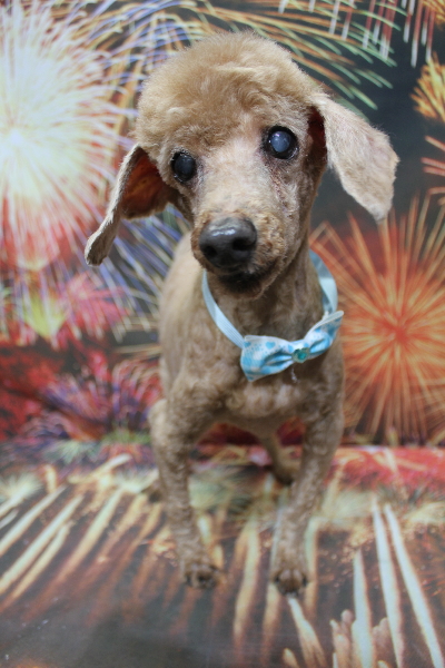 千葉県船橋市のトイプードルのトリミング画像