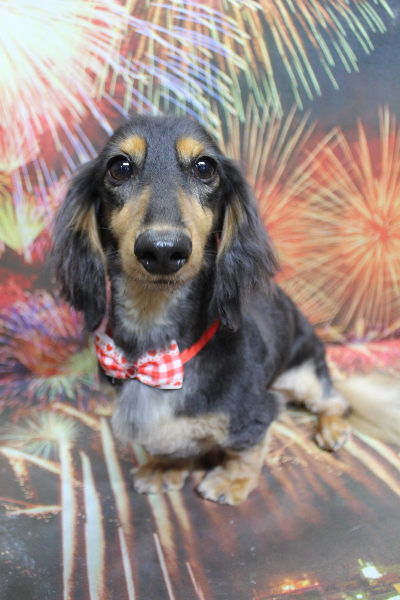 千葉県船橋市のミニチュアダックスのトリミング画像