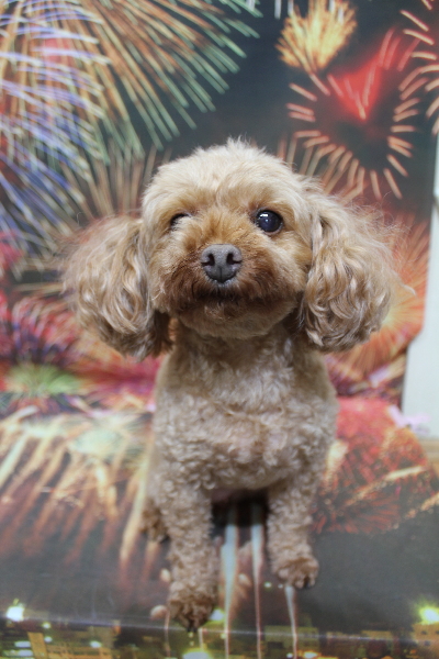 神奈川県横浜市のトイプードルのトリミング前画像