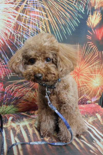 千葉県市川市のトイプードルのトリミング前画像