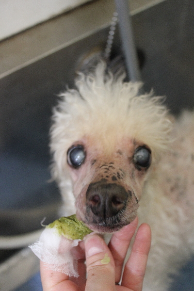 千葉県船橋市のトイプードルの歯磨き画像