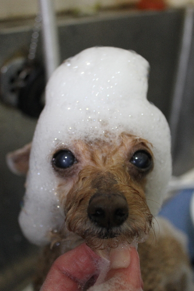 千葉県船橋市のトイプードルのシャンプー画像