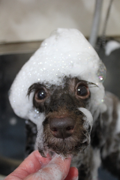 千葉県千葉市のトイプードルのシャンプー画像