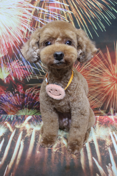 千葉県船橋市のトイプードルのトリミング画像