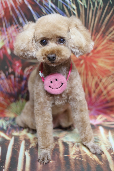 東京都三鷹市のトイプードルのトリミング画像